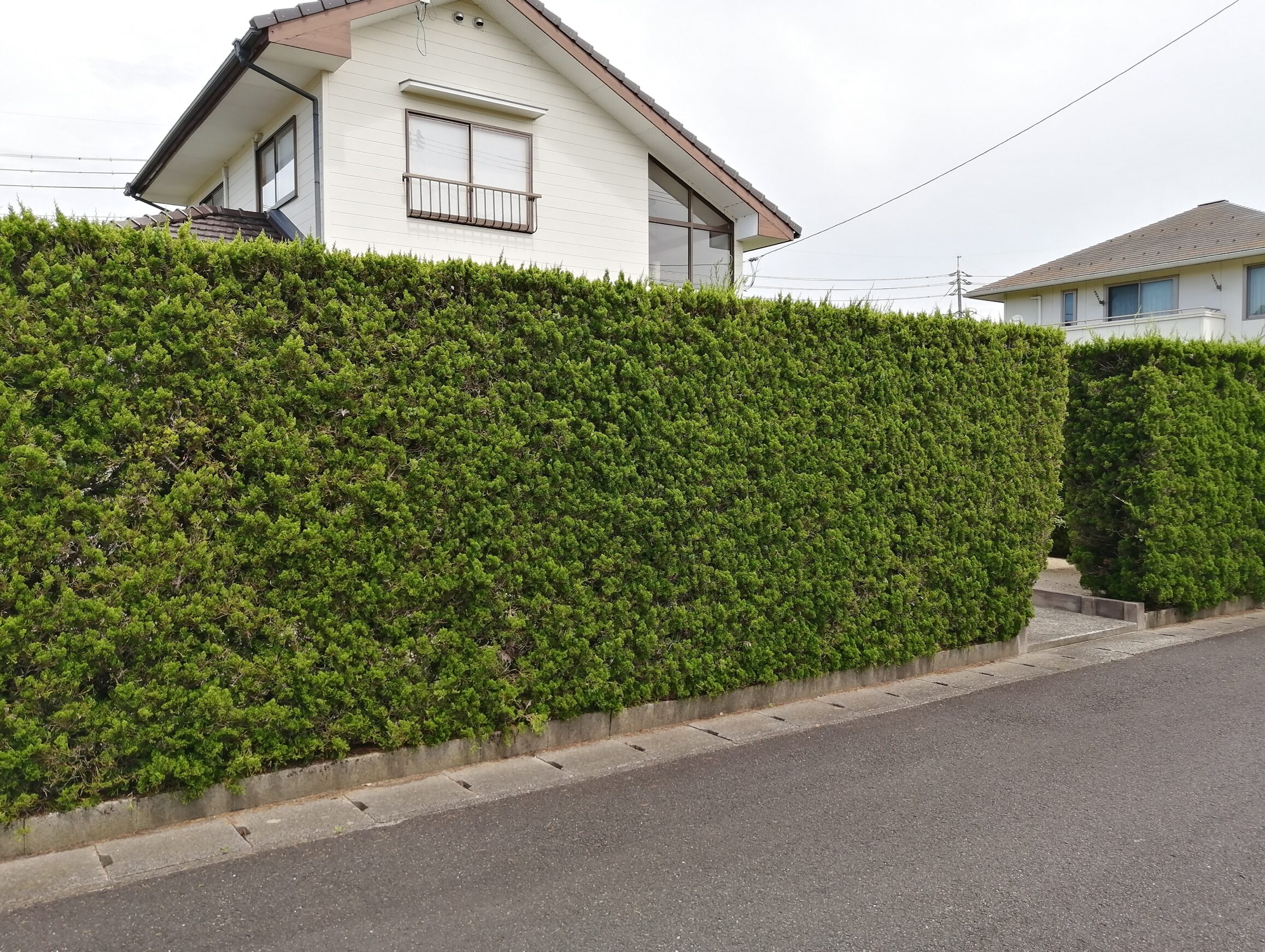 出雲市 門まわり改修工事 施工前の生垣と門周りの様子